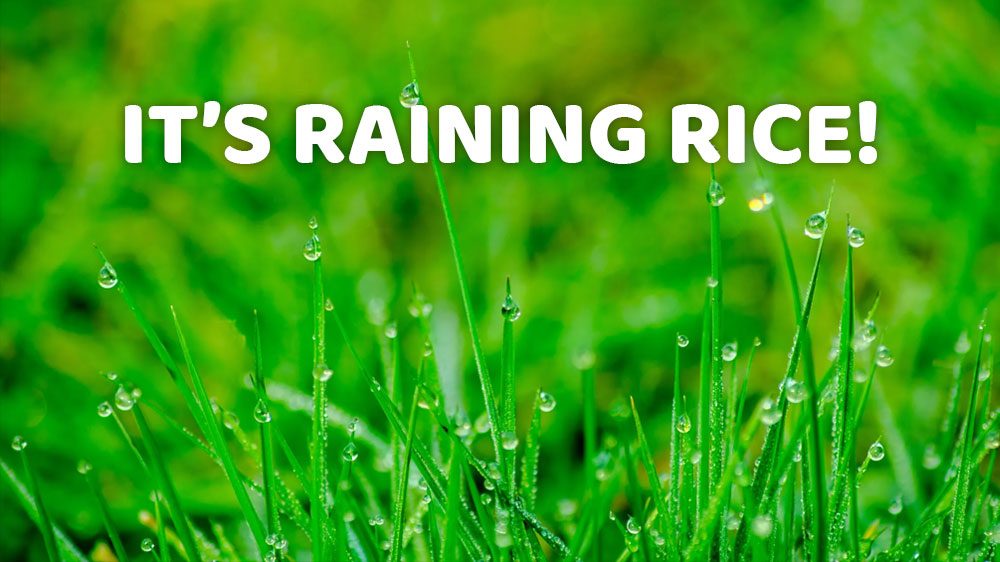 IT’S RAINING RICE!
