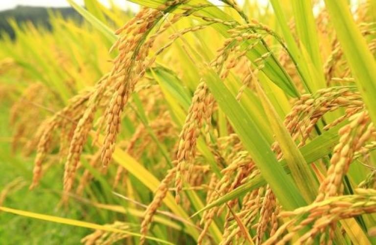 Enrich Your Knowledge On Rice