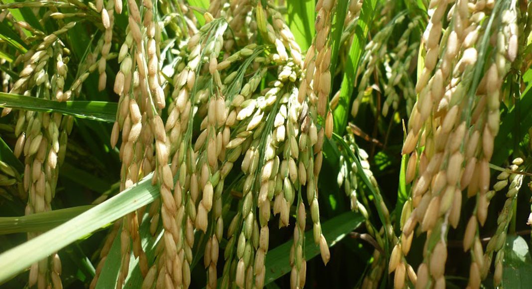Rice-An Old Legend